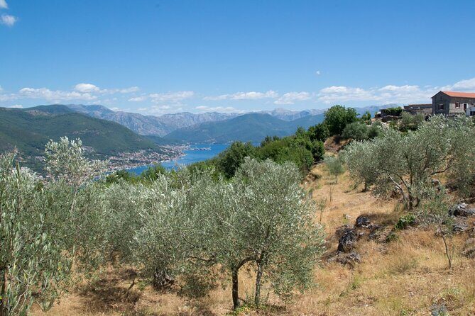 Olive oil farm to fork experience & short walking tour of Kotor - Key Highlights (What You’ll Remember)